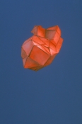 Construct IV (#2)